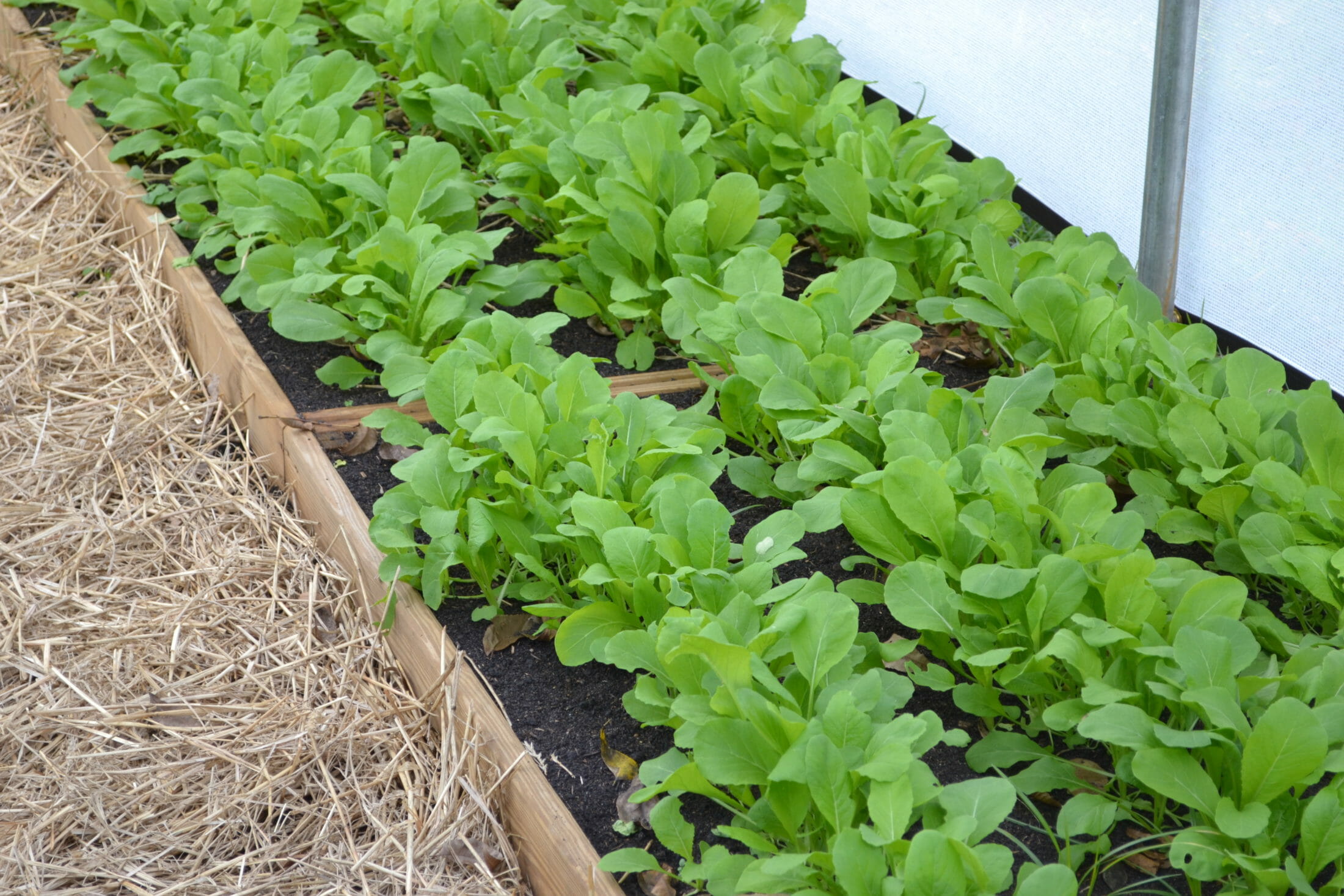 organic gardening