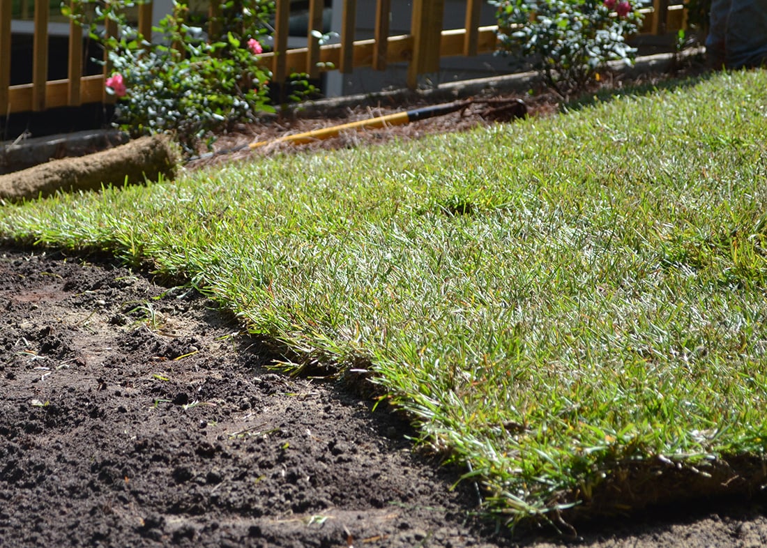 edge of newly sodded lawn