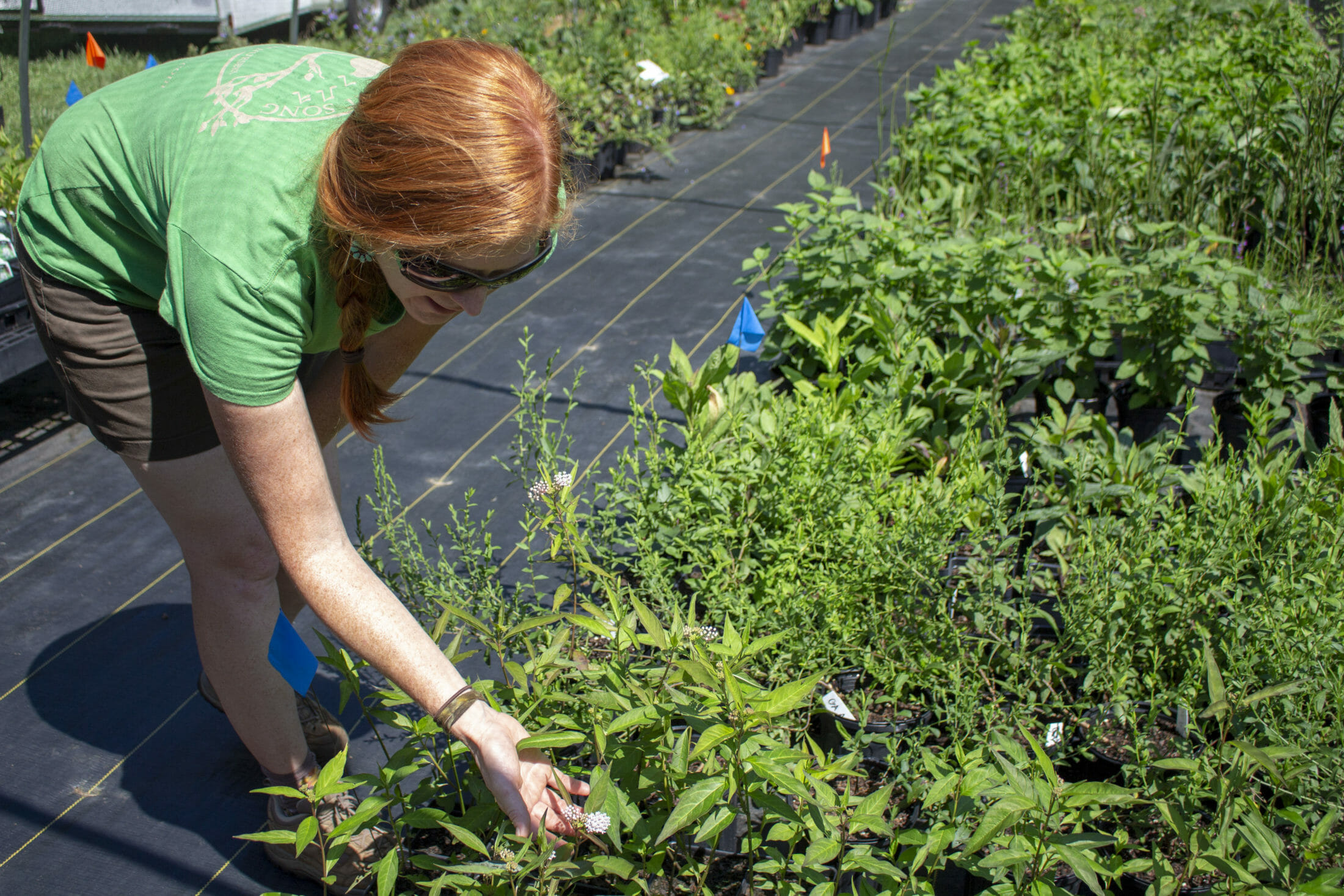 Brie gardening