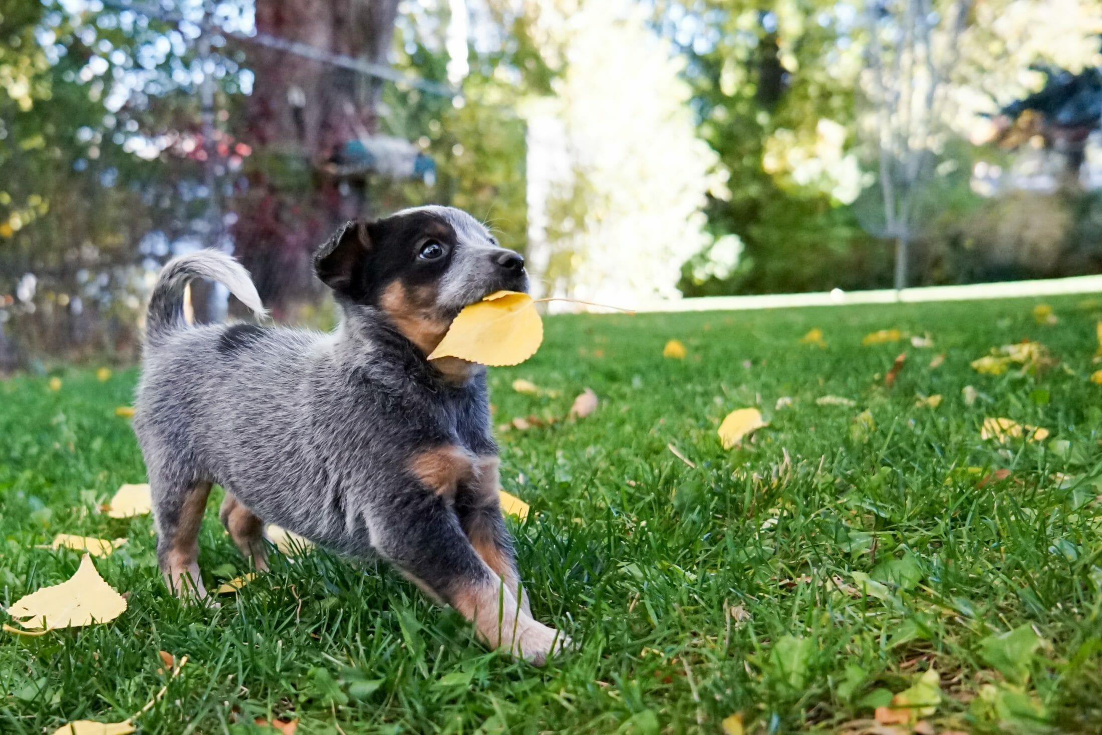 Dog running free on a lawn