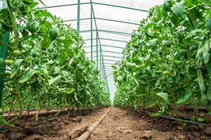 VEGETABLE GARDENING