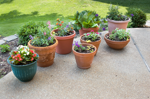 POTTING SOIL