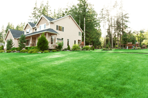 CHEMICAL-FREE LAWN CARE