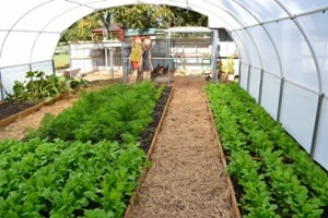 06-vegetable-gardening-1