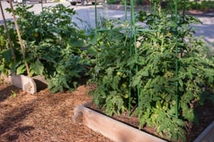 07-raised-beds-1