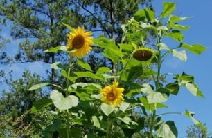 Flower bed soil